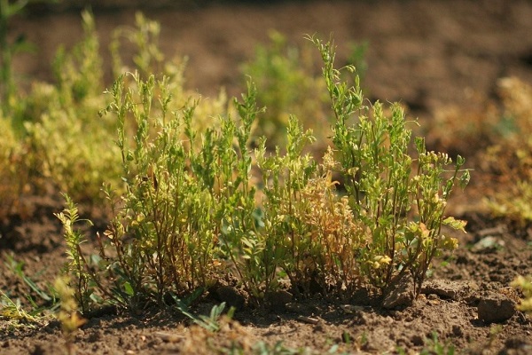 Технология выращивания и выращивания чечевицы: как и где растет, урожайность