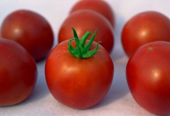 Фаршированный белым томатом - заслуженный старый сорт