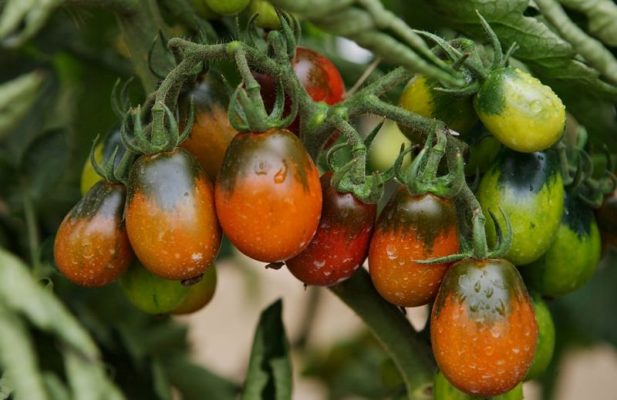 Tomato Black Prince: как щедрый заграничный гость за хороший урожай