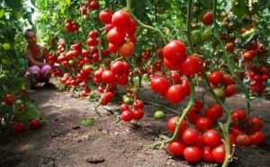 Дьявольский помидор f1: отзывы, фото