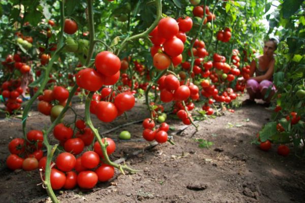 Томат Дубрава: как получить хороший урожай