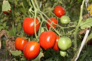Тарасенко томат юбилейный