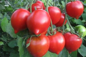 Тарасенко томат юбилейный