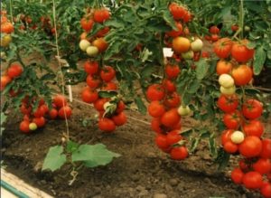 Кострома F1 помидор: отзывы, фото, урожайность