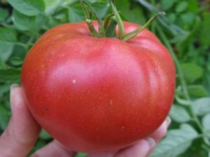 Машенька томатная: отзывы, фото, урожайность