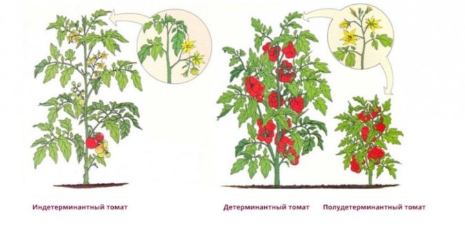 Томат Пинк Буш F1: описание гибрида и особенности его выращивания