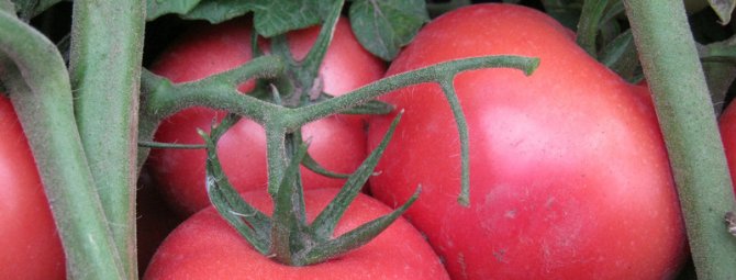 Tomato Pink Paradise: райский гибрид для нашего салата