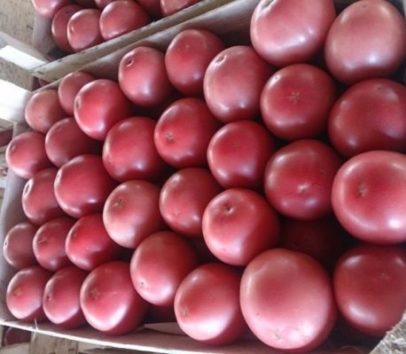 Tomato Pink Paradise: райский гибрид для нашего салата