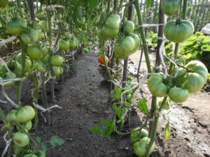 Чудо из сибирского помидора: отзывы + фото