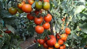 Снегирь с помидором: отзывы, фото, урожайность