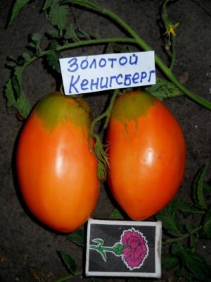 Кенигсбергский помидор: такой разный, но всегда вкусный
