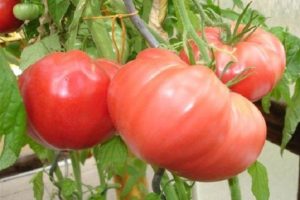 Гигантский сорт сахарных томатов