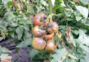 Лакомство из помидоров в рассоле: отзывы, фото и описание