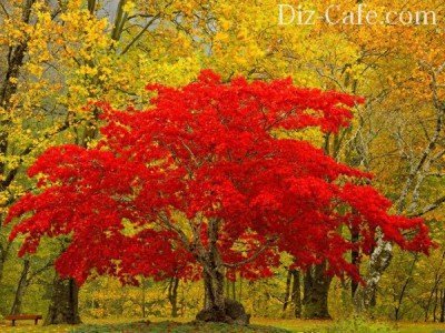 5 лучших деревьев и кустарников с красной листвой - волшебство вашего сада
