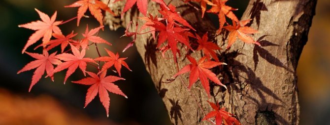 5 лучших деревьев и кустарников с красной листвой - волшебство вашего сада
