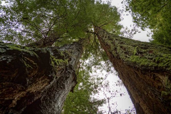 ТОП-5 самых высоких деревьев в мире