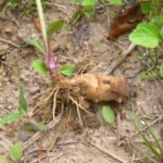 Топинамбур, или земляная груша: богатый и полезный урожай без затрат