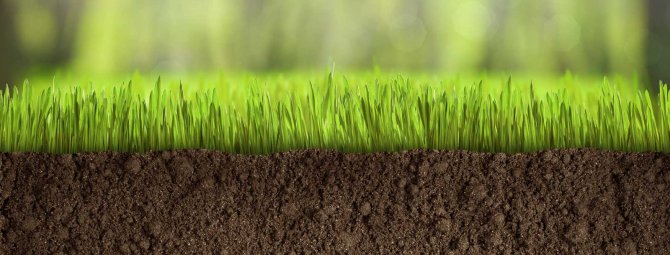 Трава для озеленения газона: подборка лучших сортов для нашего климата