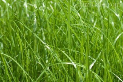 Трава для озеленения газона: подборка лучших сортов для нашего климата