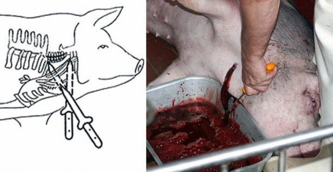 Убой свиней или как правильно зарезать свинью по технике и забить тушу