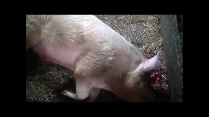 Убой свиней или как правильно зарезать свинью по технике и забить тушу