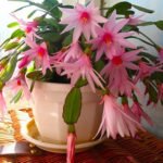 Забота о декабристе в домашних условиях: когда цветы радуют даже зимой