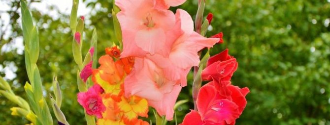 Уход за гладиолусами осенью и подготовка цветов к зиме: советы флориста