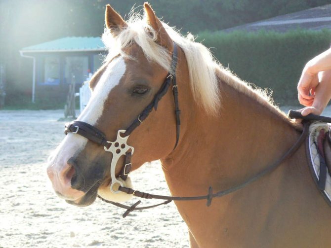 Уздечка для лошади: виды, строение, как сделать недоуздок, пошаговая инструкция, как носить