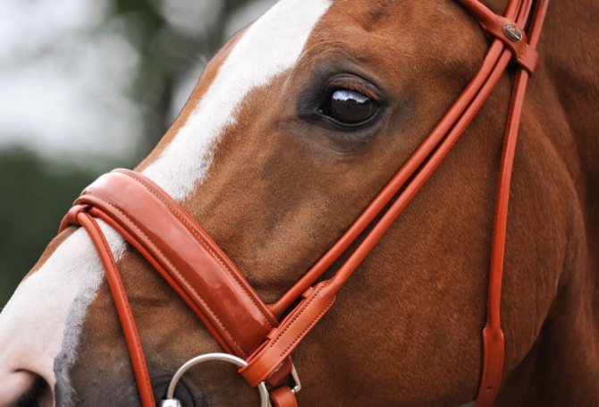 Уздечка для лошади: виды, строение, как сделать недоуздок, пошаговая инструкция, как носить