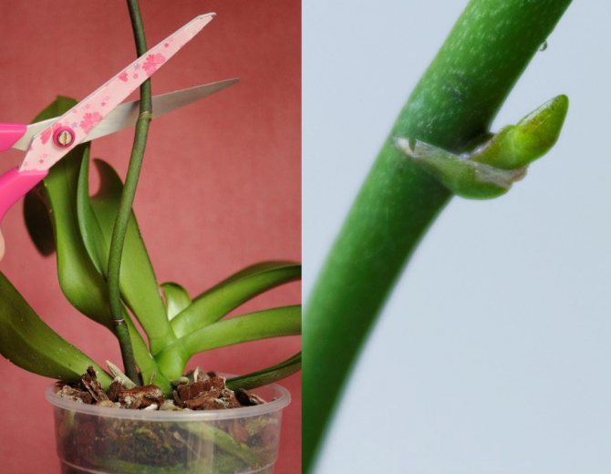 Узнайте, нужно ли обрезать увядшие стебли цветов орхидеи