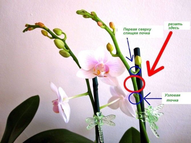Узнайте, нужно ли обрезать увядшие стебли цветов орхидеи