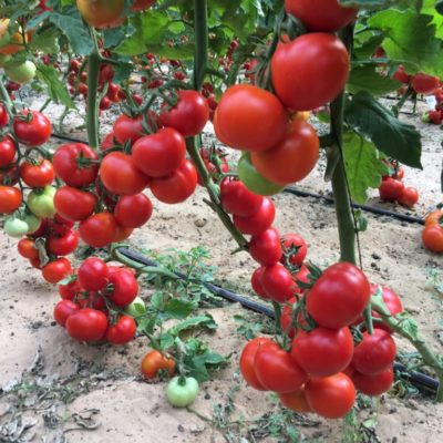 Верлиока - универсальный сорт томатов для теплиц