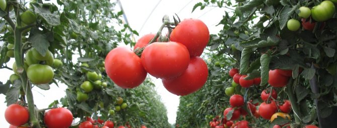 Верлиока - универсальный сорт томатов для теплиц