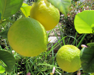 Виды лимонов: какие они, как определить, лучшие сорта