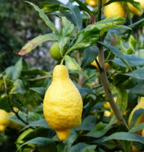 Виды лимонов: какие они, как определить, лучшие сорта