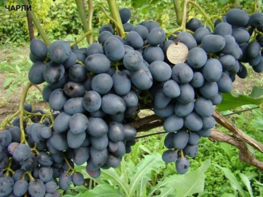 Виноград Чарли: крепкий, крупноплодный гибрид, устойчивый к грибкам и морозам