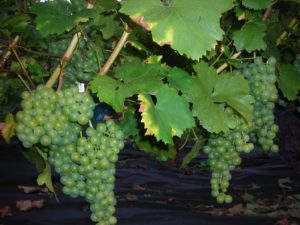 Цитрон махарах виноградный