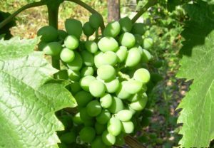 Шикарный виноград: описание сорта, фото, отзывы