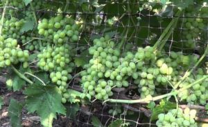 Шикарный виноград: описание сорта, фото, отзывы