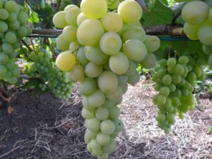 Виноград фрумоаса альба