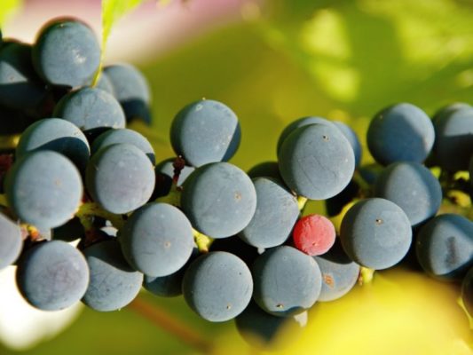 Виноград Изабелла: все о выращивании сорта, советы по уходу за посевами