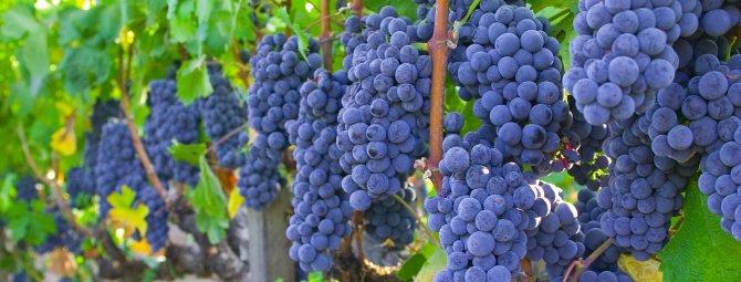 Виноград Изабелла: все о выращивании сорта, советы по уходу за посевами