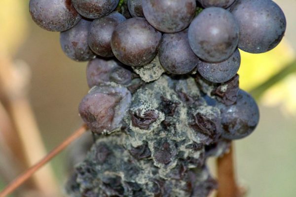 Виноград Красота: выращиваем без проблем