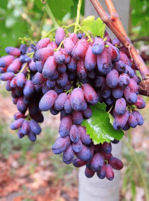 Виноград Красота: выращиваем без проблем