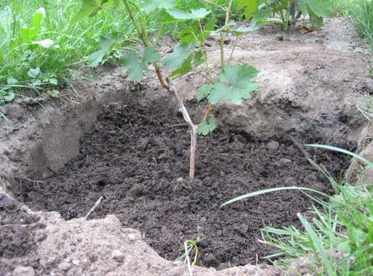 Виноград Румба: характеристика сорта и условия выращивания