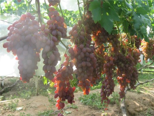 Виноград Румба: характеристика сорта и условия выращивания