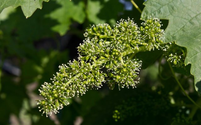 Виноград с историей - Саперави: как посадить и вырастить самый старый сорт винограда