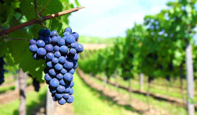 Виноград с историей - Саперави: как посадить и вырастить самый старый сорт винограда