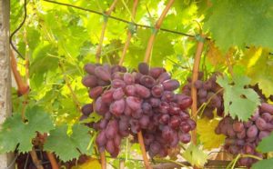 Виноград в шоколаде (Марадона): описание сорта, фото, отзывы
