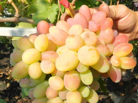 Виноград сорта Сенсация - очень ранний прием ягод на дачном участке